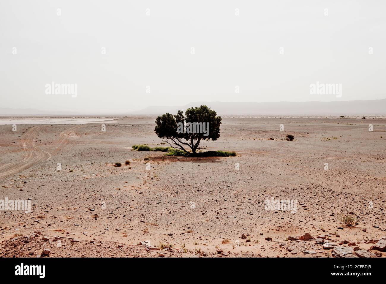 Petit arbre vert qui pousse au milieu d'un désert de sable sec Contre le ciel gris au Maroc Banque D'Images