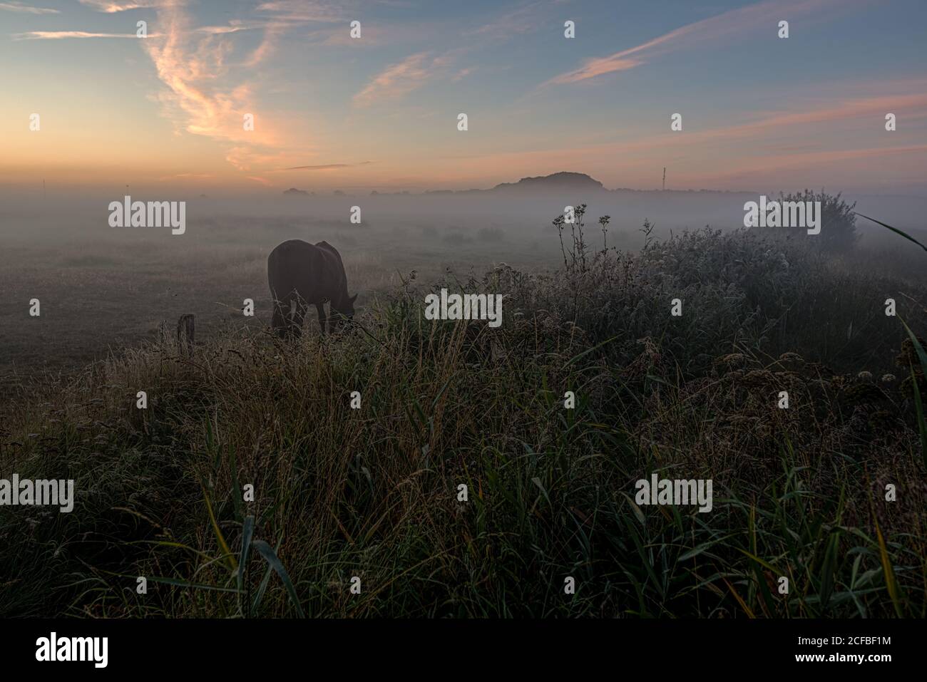 Cheval dans un pâturage un matin brumeux avant le lever du soleil, Holl Danemark, 14 août 2020 Banque D'Images