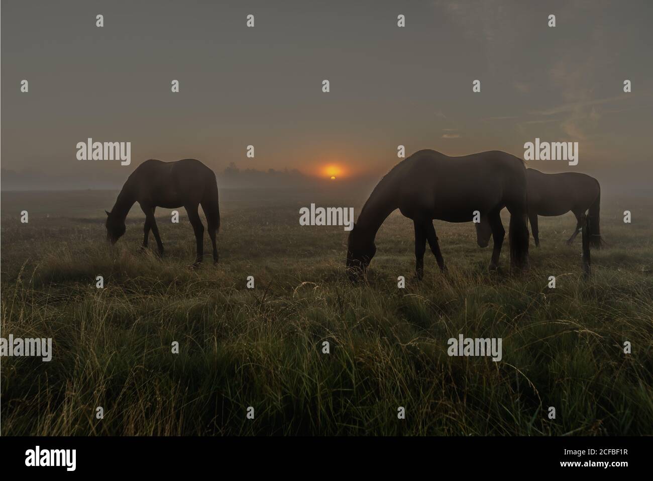 Chevaux broutant une matinée brumeuse au lever du soleil, Holl, Danemark, 14 août 2020 Banque D'Images