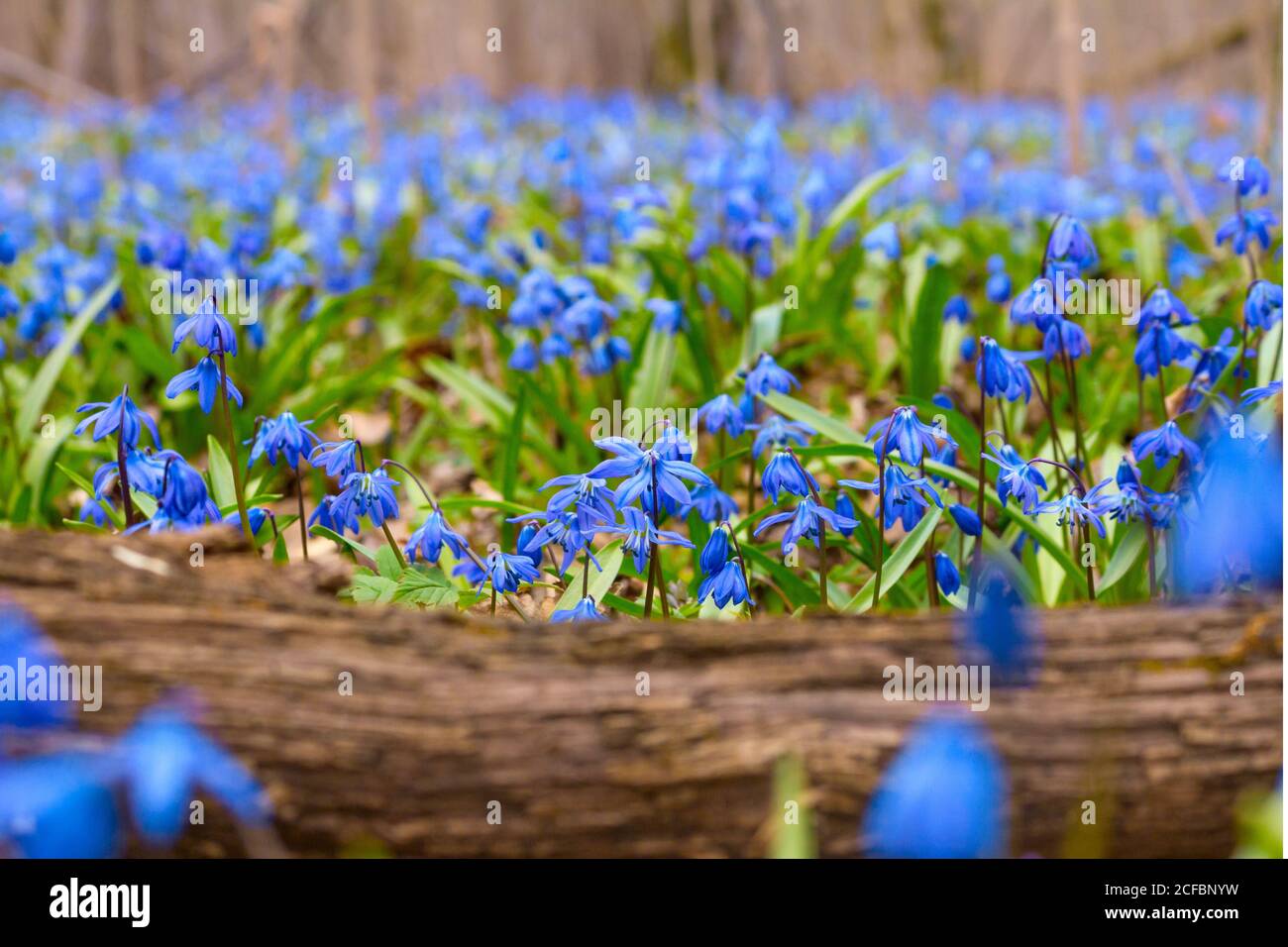 Fleurs en forme de goutte de neige bleue au début du printemps dans la forêt. Scilla siberica Squill Banque D'Images