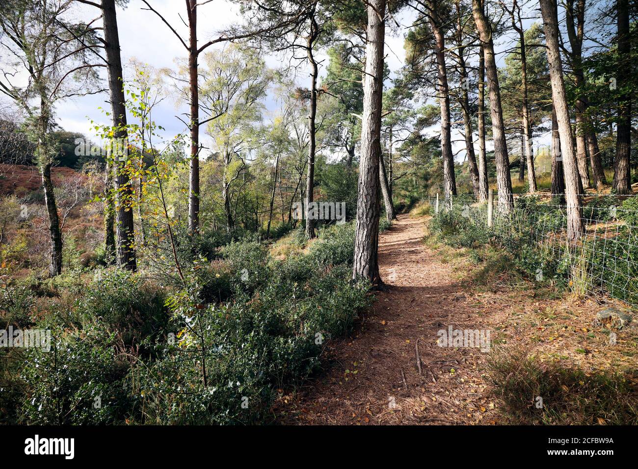 Woodbury Common Banque D'Images