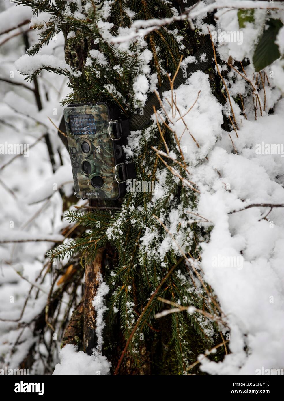 Caméra de jeu en hiver sur un arbre Banque D'Images