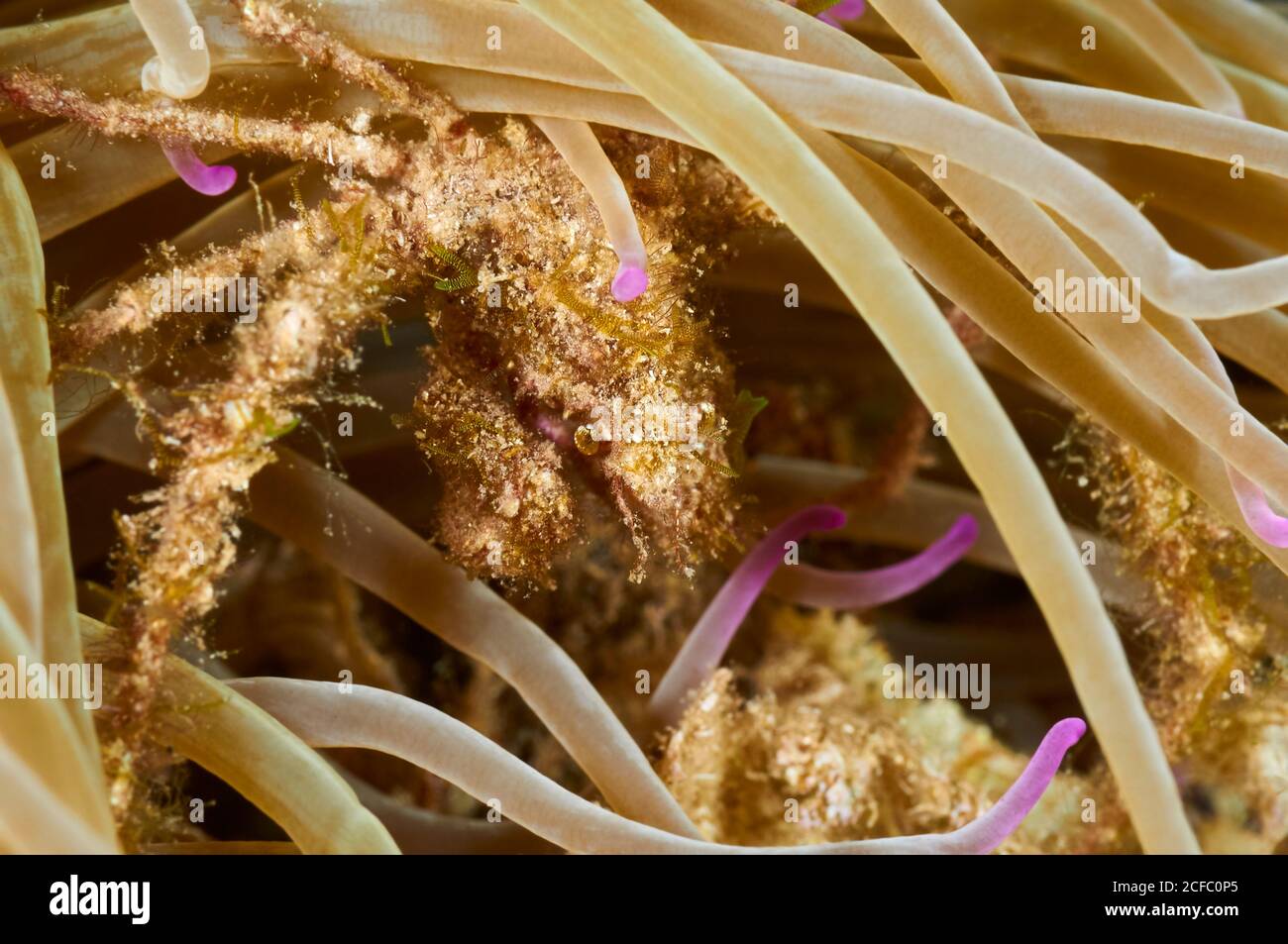 Crabe araignée de Leach (Inachus phalangium) en gros plan sous l'eau dans une anemone de mer de landes méditerranéennes (Anemonia sulcata) (Mer Méditerranée, Espagne) Banque D'Images