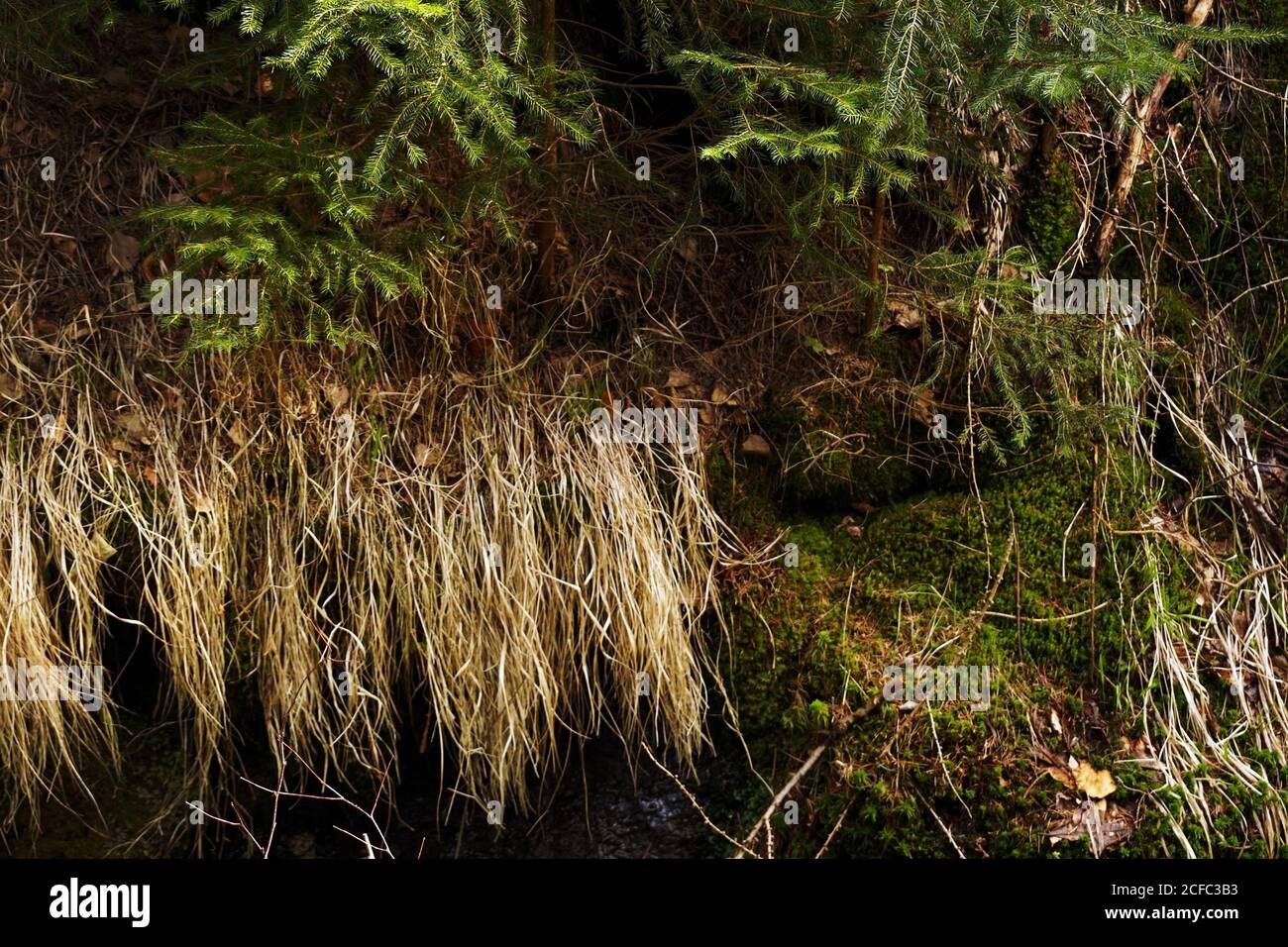 Scène naturelle de la végétation forestière avec la mousse de branche de sapin Et l'herbe flétrit dans le sud de la Pologne pendant la journée Banque D'Images