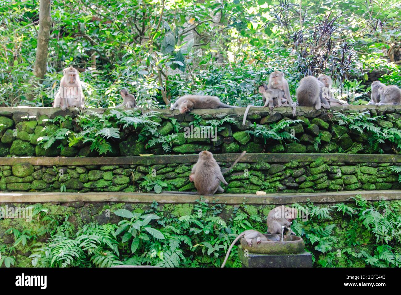 Singes dans la forêt de singes d'Ubud Bali Indonésie Photo Stock - Alamy