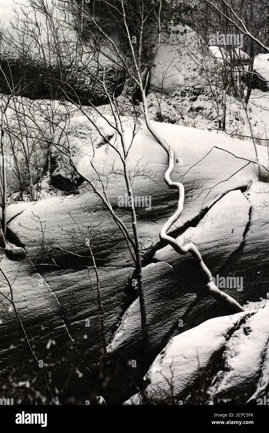 arbres glacés sans feuilles à côté de la haute pente rocheuse avec evergreen arbres dans une forêt d'hiver tranquille Banque D'Images