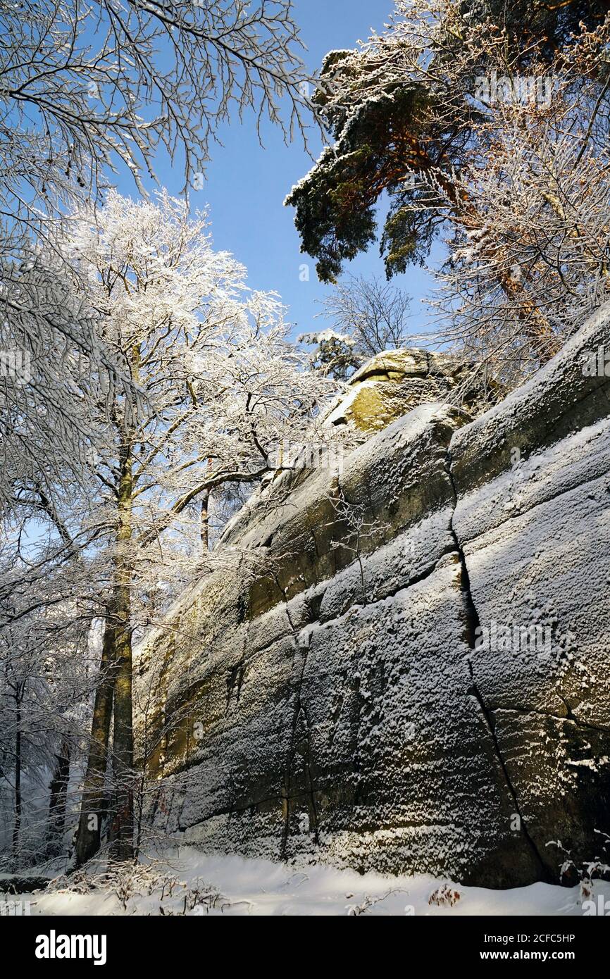 Angle bas d'arbres glacés sans feuilles à côté de hauts rocailleux pente avec arbres à feuilles persistantes dans une forêt d'hiver tranquille Banque D'Images