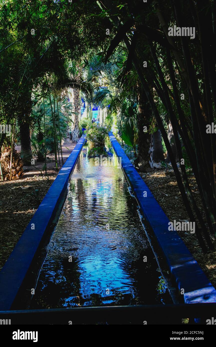 Jardin Yves Saint Laurent Musée Marrakech, jardin de palmiers Banque D'Images
