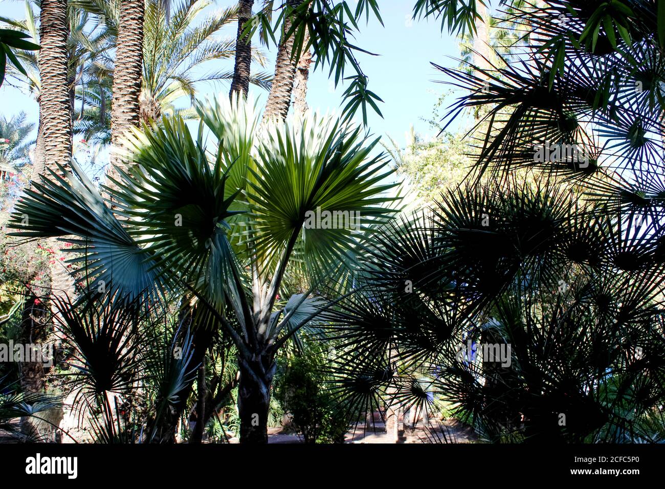 Jardin Yves Saint Laurent Musée Marrakech, jardin de palmiers Banque D'Images