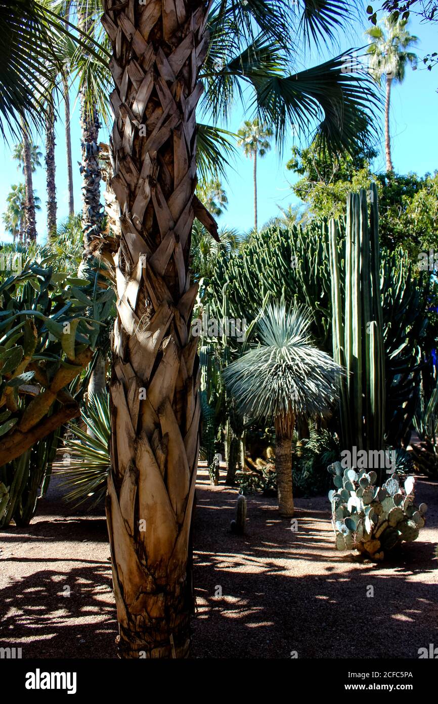 Jardin Yves Saint Laurent Musée Marrakech, jardin de palmiers Banque D'Images