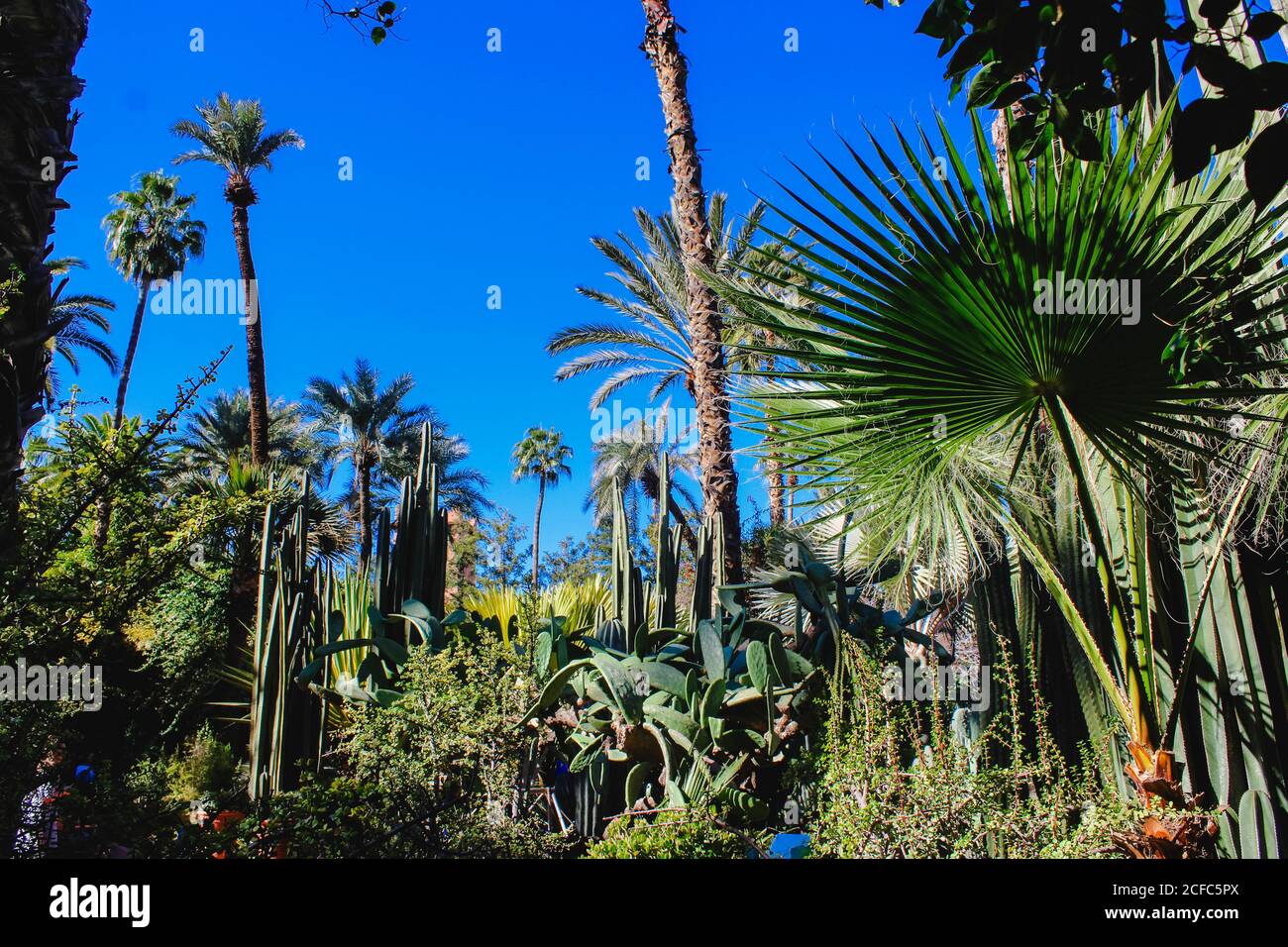 Jardin Yves Saint Laurent Musée Marrakech, jardin de palmiers Banque D'Images