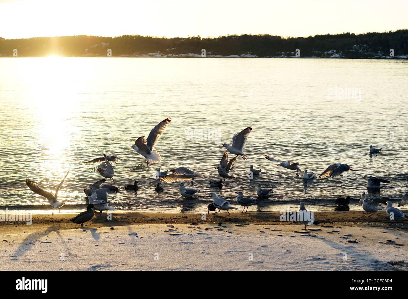 Troupeau d'oiseaux volant et marchant le long de la plage de sable couverte Avec de la neige au bord de l'eau au coucher du soleil en Norvège Banque D'Images