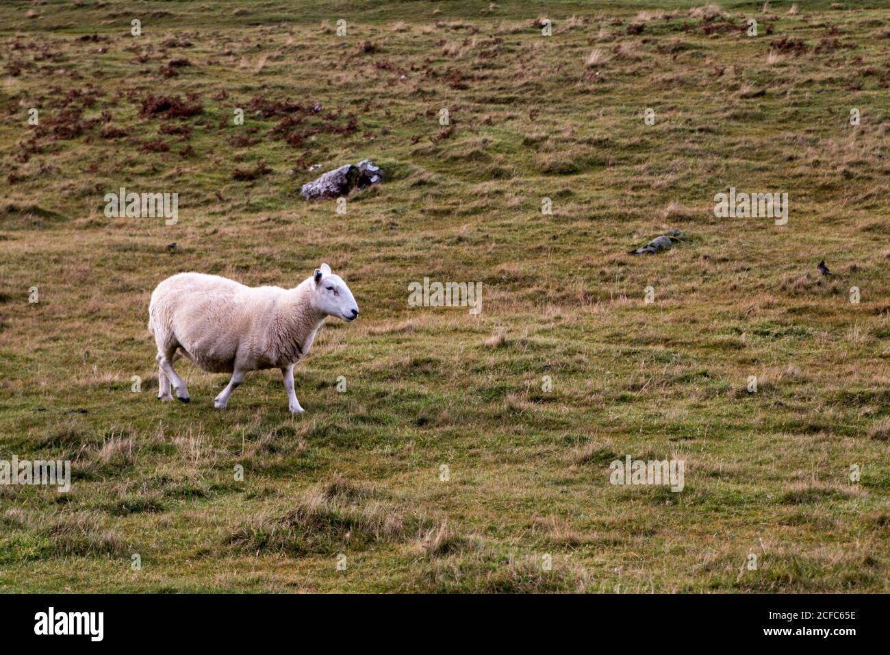 Moutons en Écosse dans un pâturage Banque D'Images
