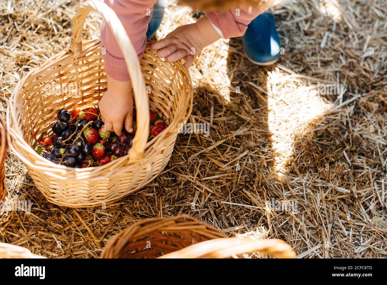 De dessus les mains de l'enfant cueillant des baies de fraises de cassis fond des paniers dans une cour ensoleillée et sèche Banque D'Images