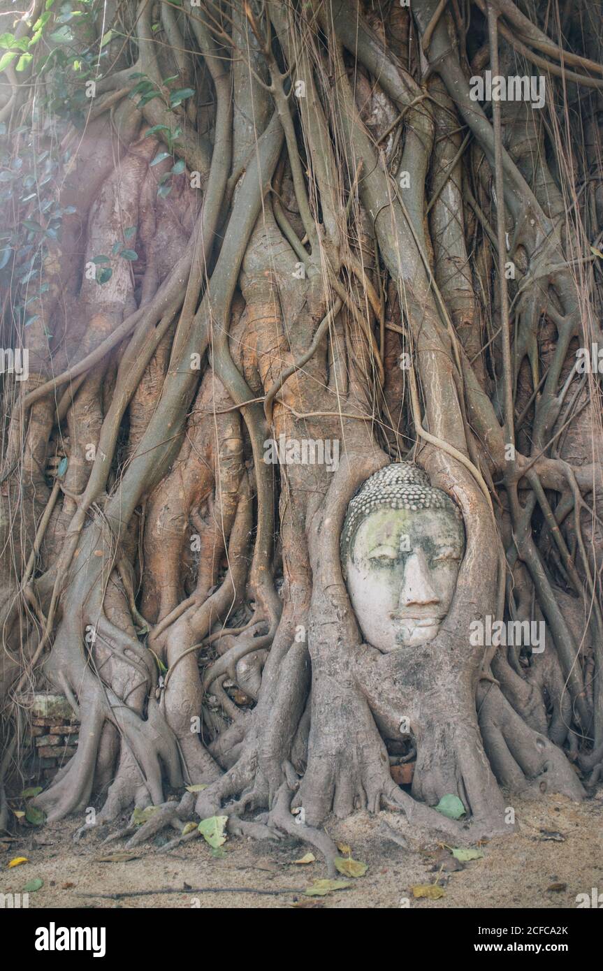 Ancienne statue de pierre de Bouddha surcultivée avec des racines d'arbre dans la lumière du soleil, Thaïlande Banque D'Images