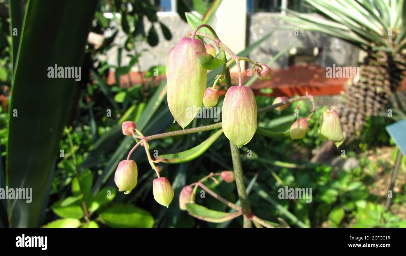 Gros plan de Bryophyllum pinnatum à Taipei, Taïwan Banque D'Images