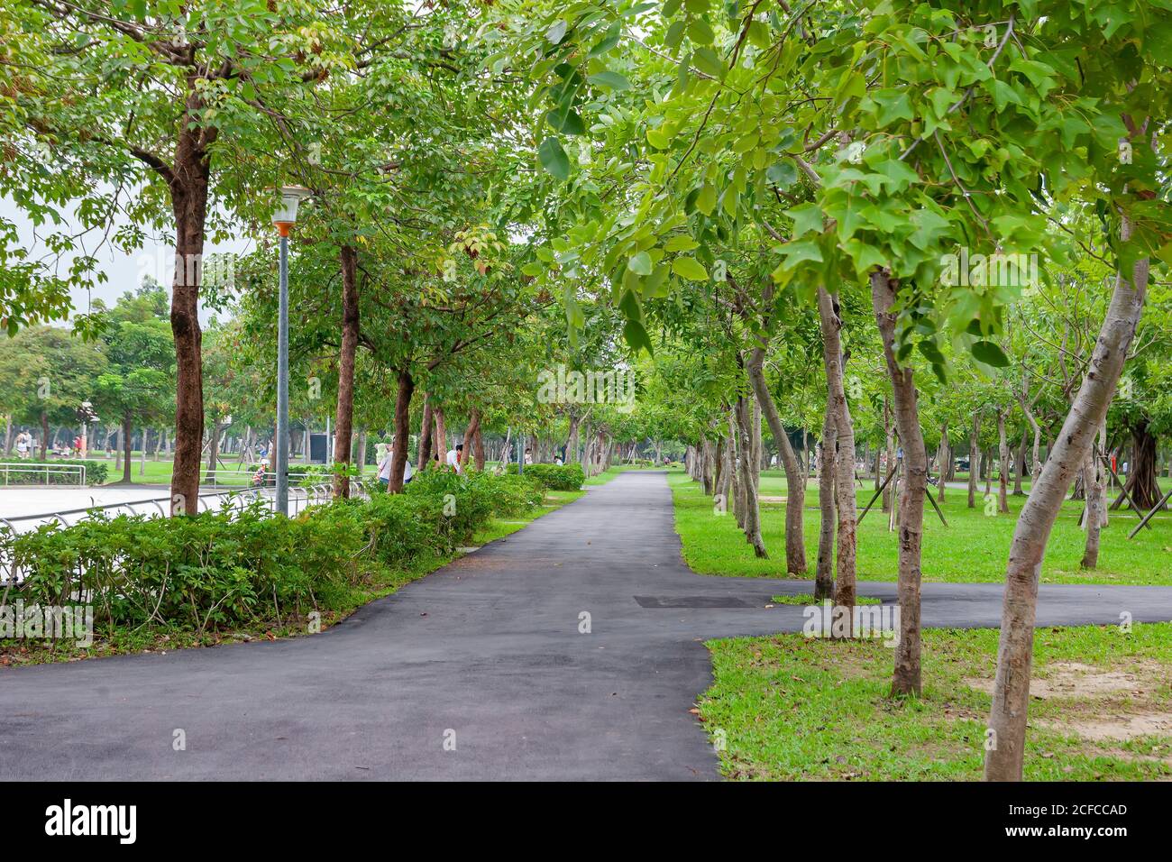 Gros plan d'un arbre à Taipei, Taïwan Banque D'Images