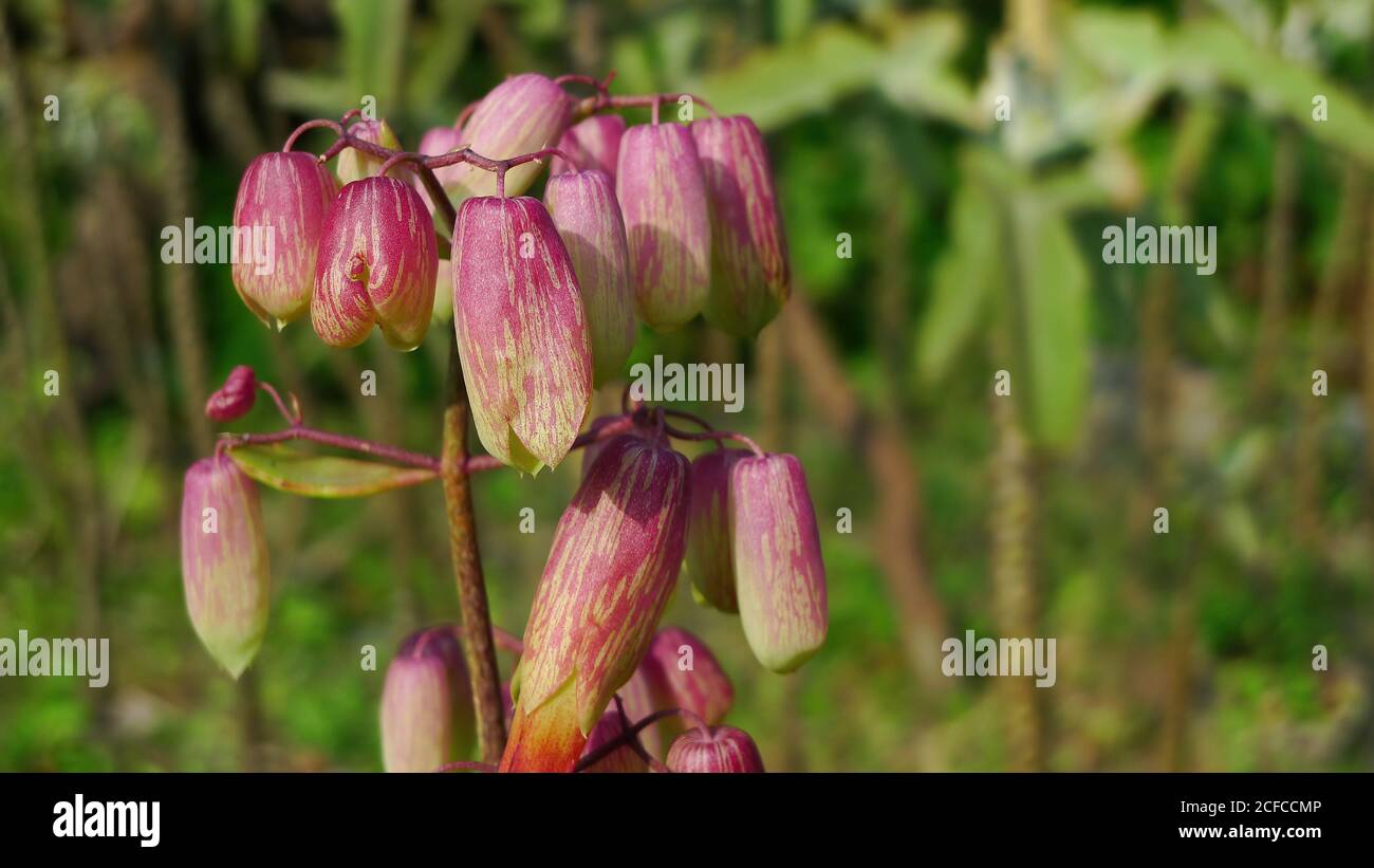 Gros plan de Bryophyllum pinnatum à Taipei, Taïwan Banque D'Images