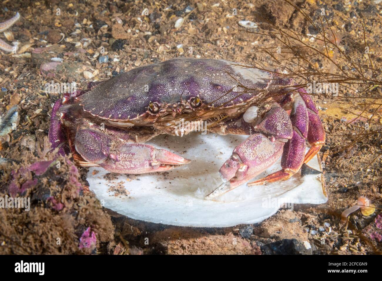 Crabe des roches de l'Atlantique, Cancer irroratus, Eastport, Maine, États-Unis, océan Atlantique, se nourrissant de pétoncle. Banque D'Images