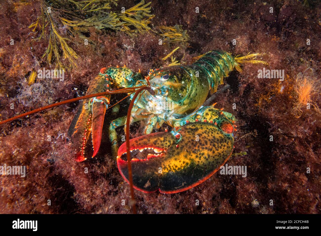Homard Du Nord, Homarus Americanus, Rockport, Massachusetts, États-Unis, Océan Atlantique Banque D'Images