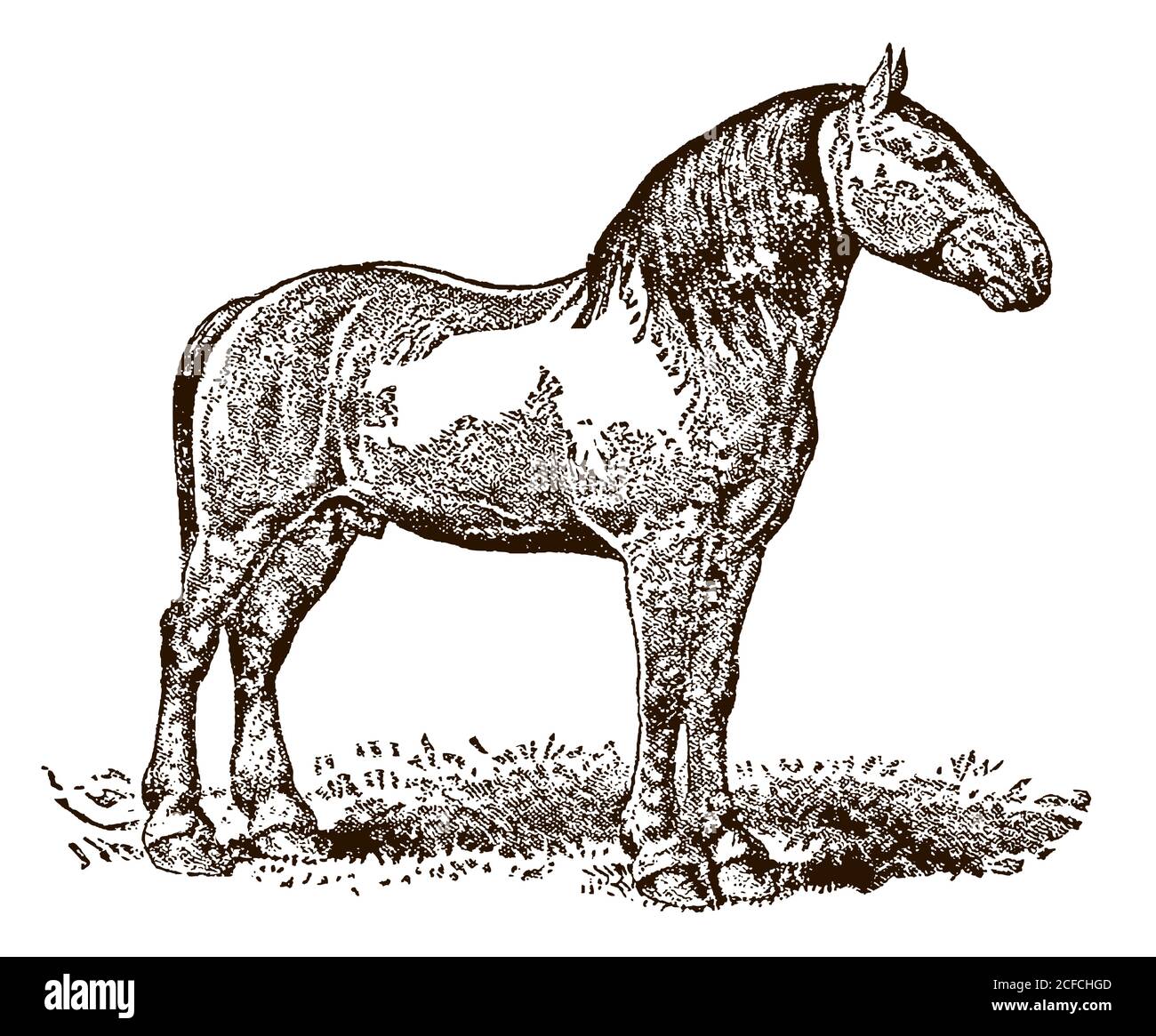 Percheron tirant sur le cheval avec vue latérale sur un pré, après une illustration antique du XIXe siècle Illustration de Vecteur