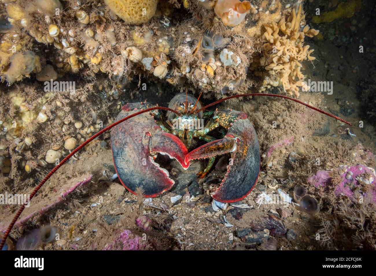 Homard du Nord, (Homarus americanus), UN homard de plus de 20 livres dans son coin. Île Deer, Nouveau-Brunswick, Canada, océan Atlantique Banque D'Images