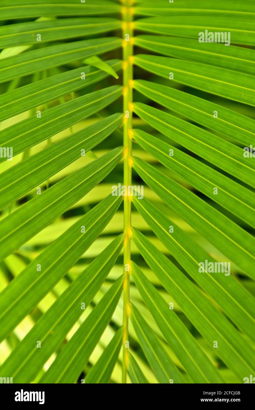 Vue macro symétrique des frondes de feuilles d'une palmier de salon. Banque D'Images