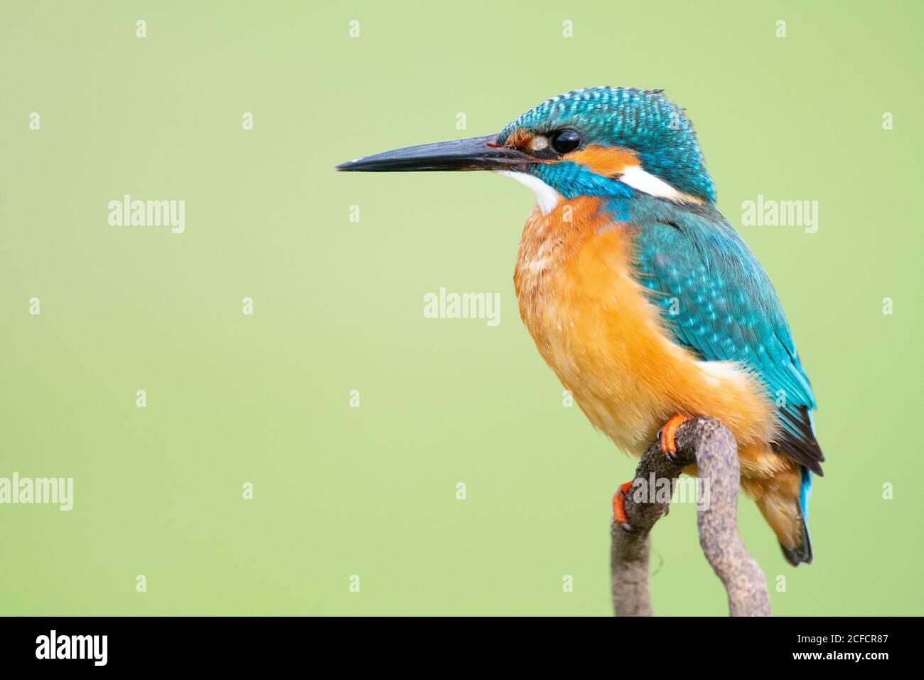 Kingfisher coloré avec long bec noir Banque D'Images