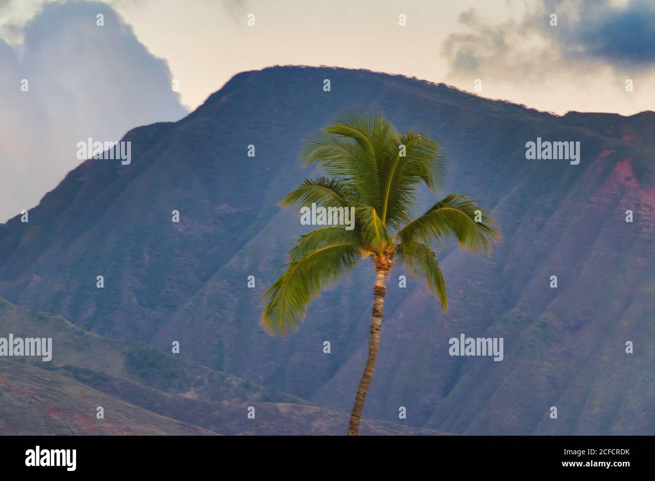 Gros plan d'un palmier avec des montagnes de l'ouest de maui au loin au coucher du soleil. Banque D'Images