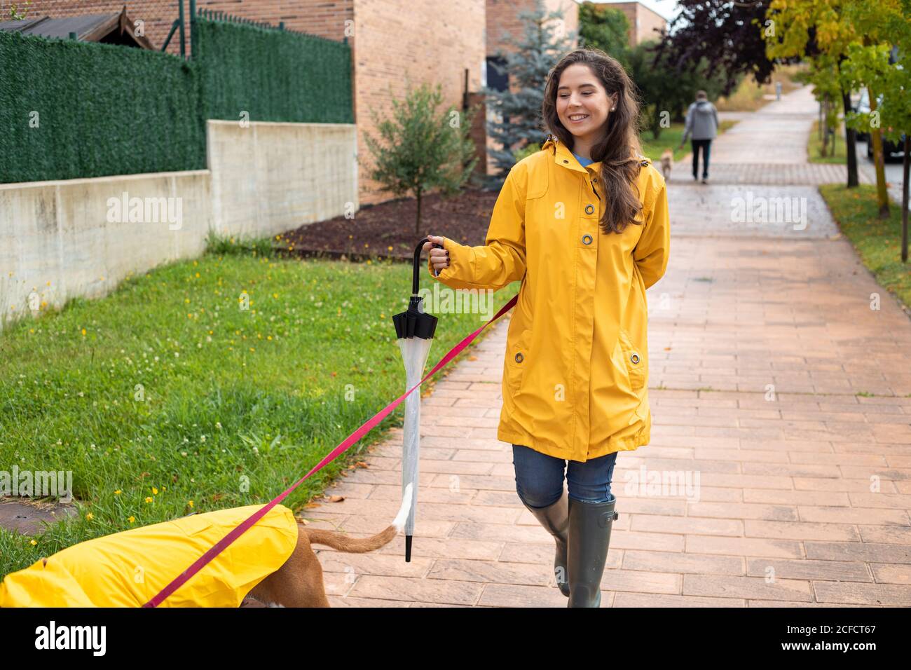 Femme en veste jaune avec capuche et bottes en caoutchouc marchant Avec  pointeur anglais dans le manteau jaune sur la laisse dans la pluie jour  dans la rue Photo Stock - Alamy