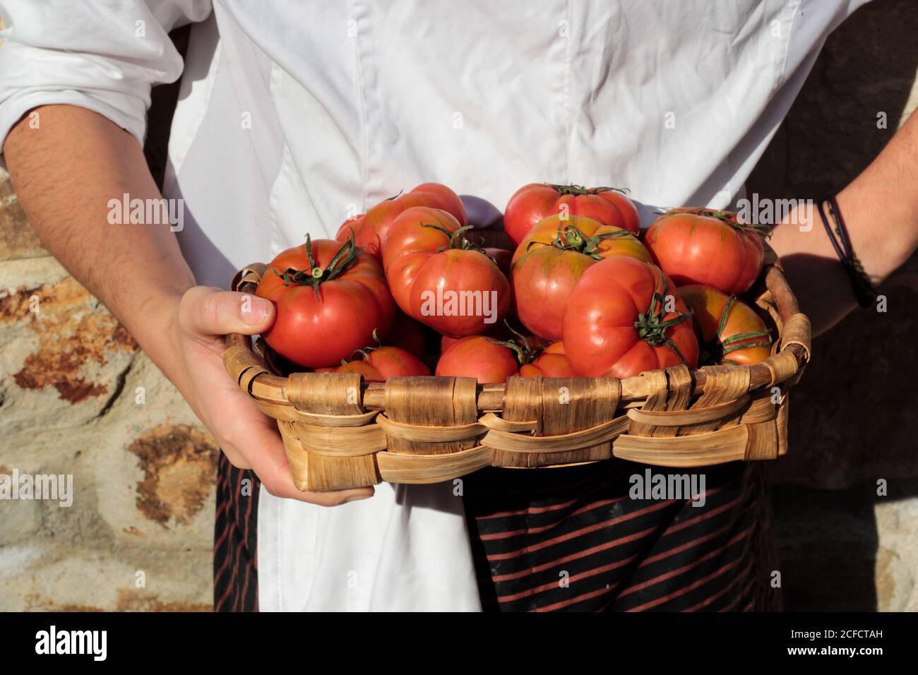 Tomates appétissantes savoureuses à tiges vertes dans un panier tressé en paille brune entre les mains Banque D'Images