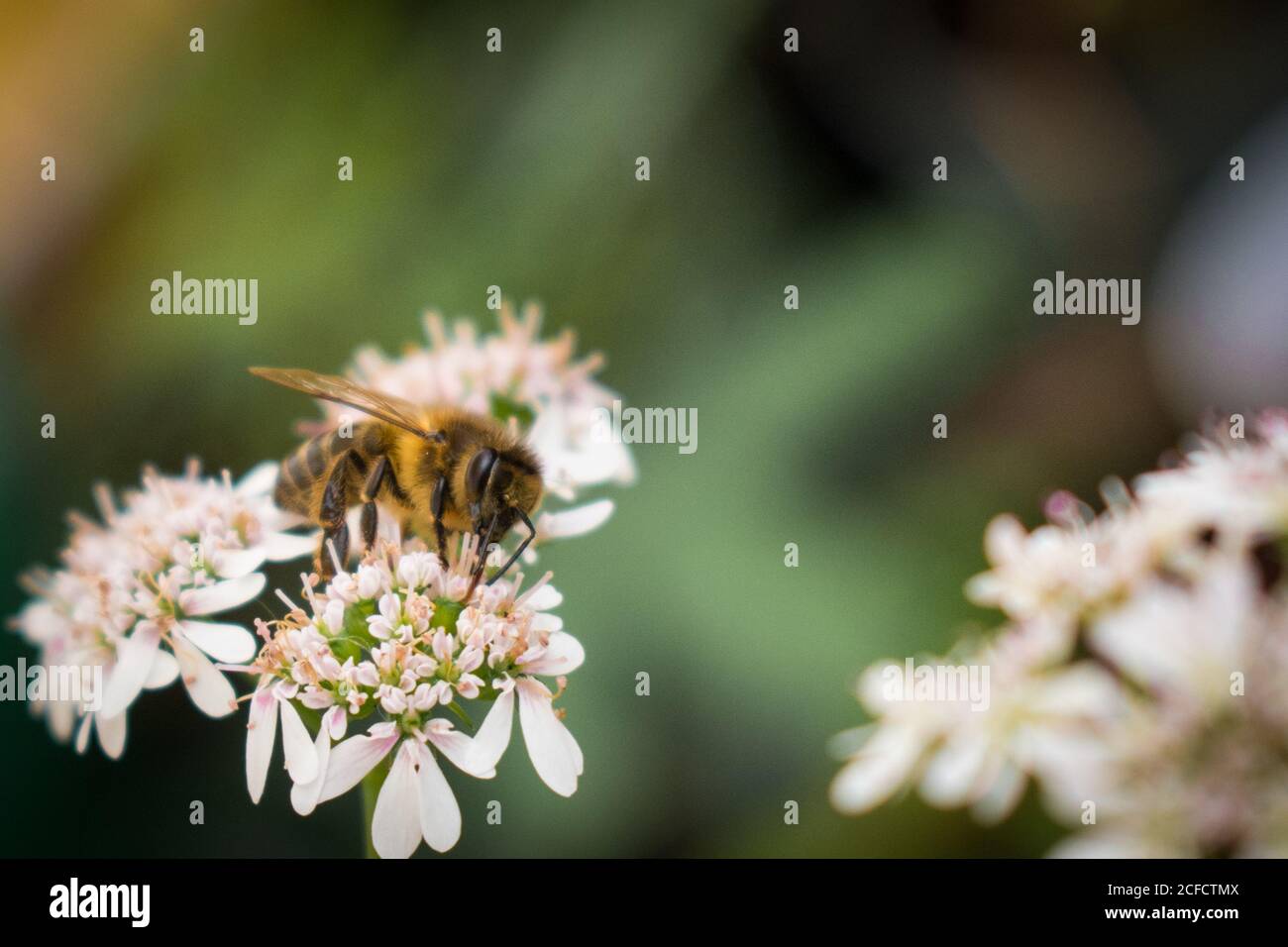 Gros plan d'une petite abeille sur un blanc et violet fleur dans un jardin Banque D'Images