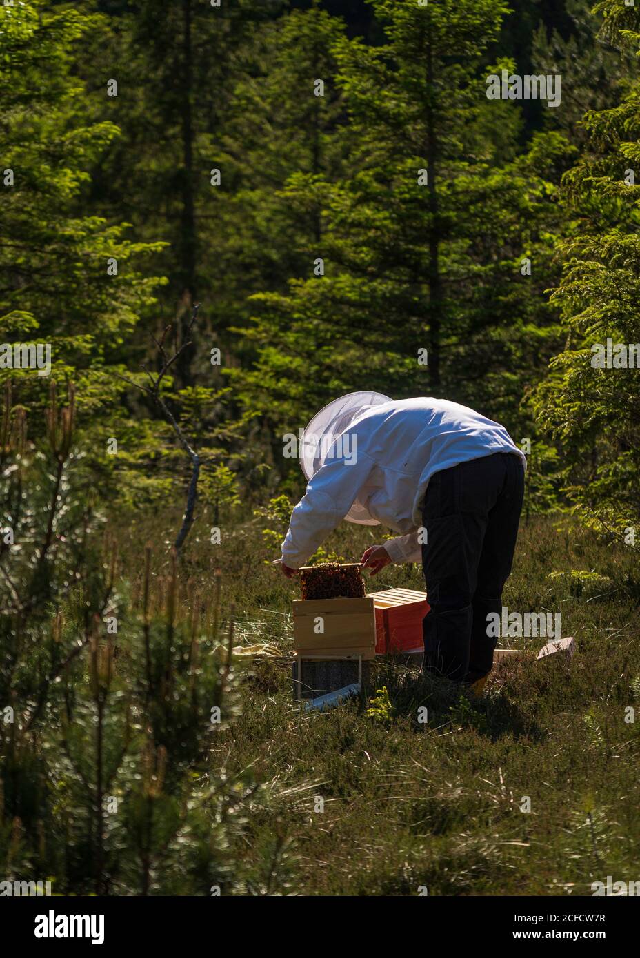 Un apiculteur au bord de la forêt : la vie quotidienne d'un apiculteur. Les apiculteurs inspectent le nid d'abeille. Banque D'Images