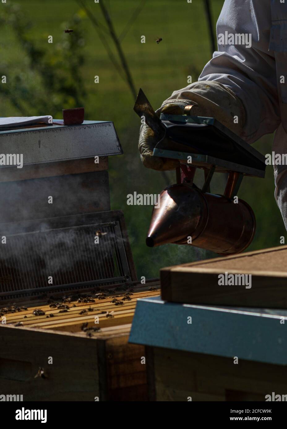 Un apiculteur au bord de la forêt : la vie quotidienne d'un apiculteur. Le fumeur est utilisé pour produire de la fumée dans l'apiculture. La fumée calme les abeilles Banque D'Images