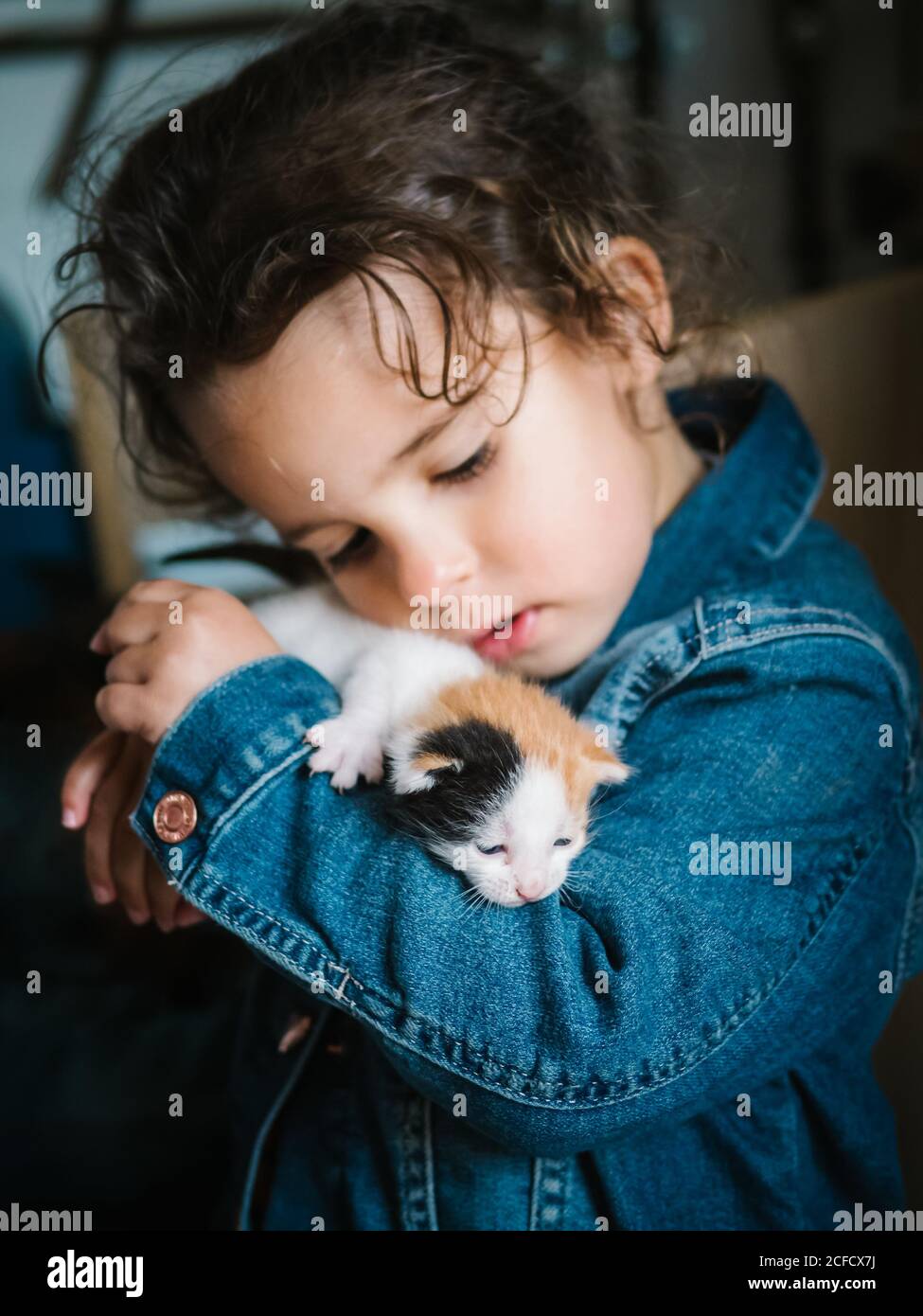 Adorable petite fille en Jean blouson tenant tendinement trois couleurs chaton à la maison Banque D'Images