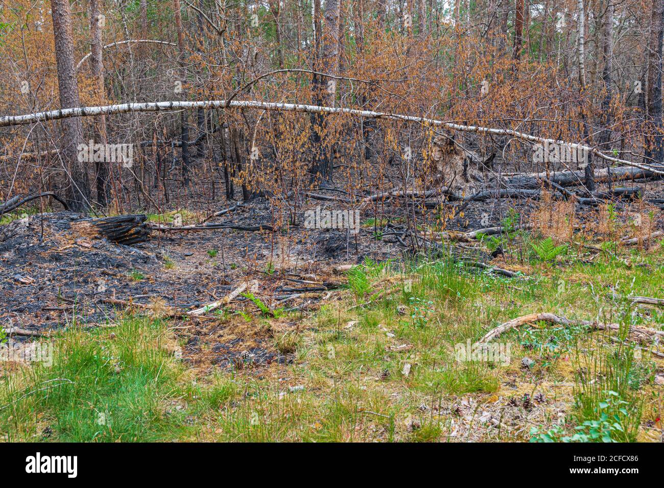 Allemagne, forêt après un incendie, Emsland, Lingen Banque D'Images