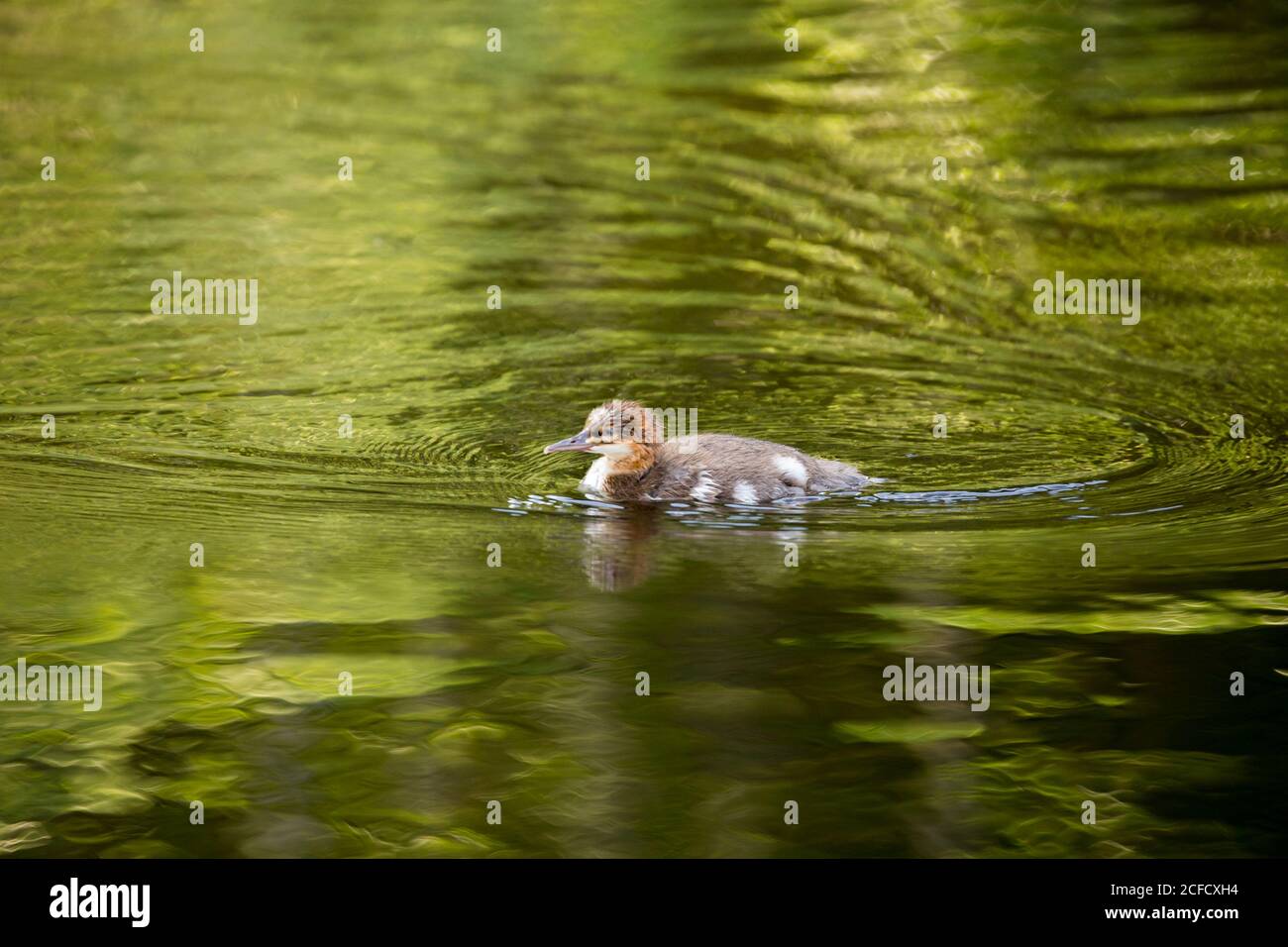 Mergus Merganser, poussin, natation, lac, Finlande Banque D'Images