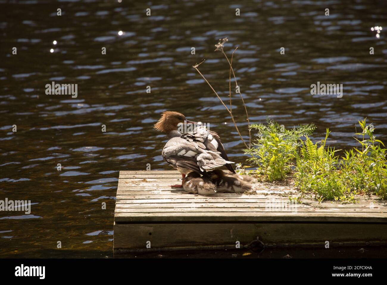 Mergus Merganser, poussins, repos, lac, Finlande Banque D'Images