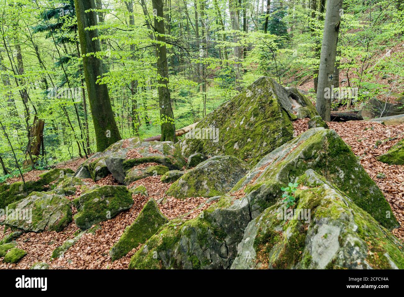 Allemagne, Bade-Wurtemberg, Murrhardt, rochers dans le NSG felsenmeer à Riesberg dans le parc naturel de la Forêt de Schwäbisch-Franconie. Banque D'Images