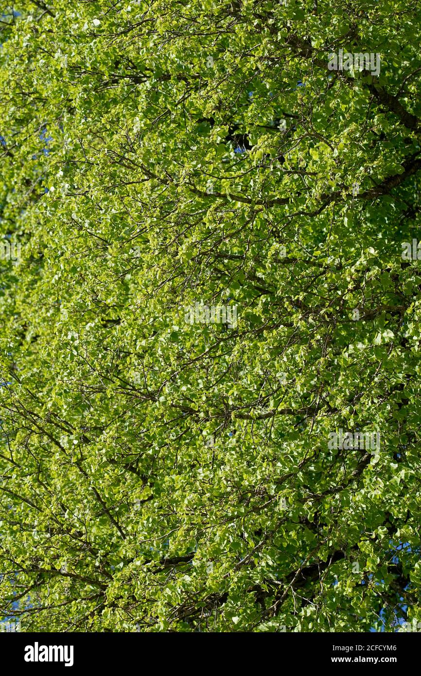Allemagne, Bavière, haute-Bavière, quartier Altötting, tilleul, printemps, sommet d'arbre, feuillage, détail Banque D'Images
