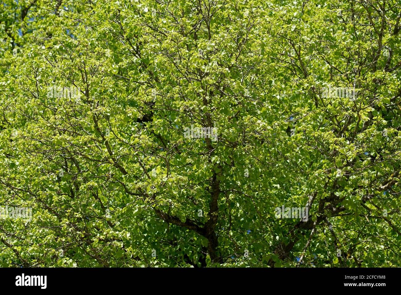 Allemagne, Bavière, haute-Bavière, quartier Altötting, tilleul, printemps, sommet d'arbre, feuillage, détail Banque D'Images