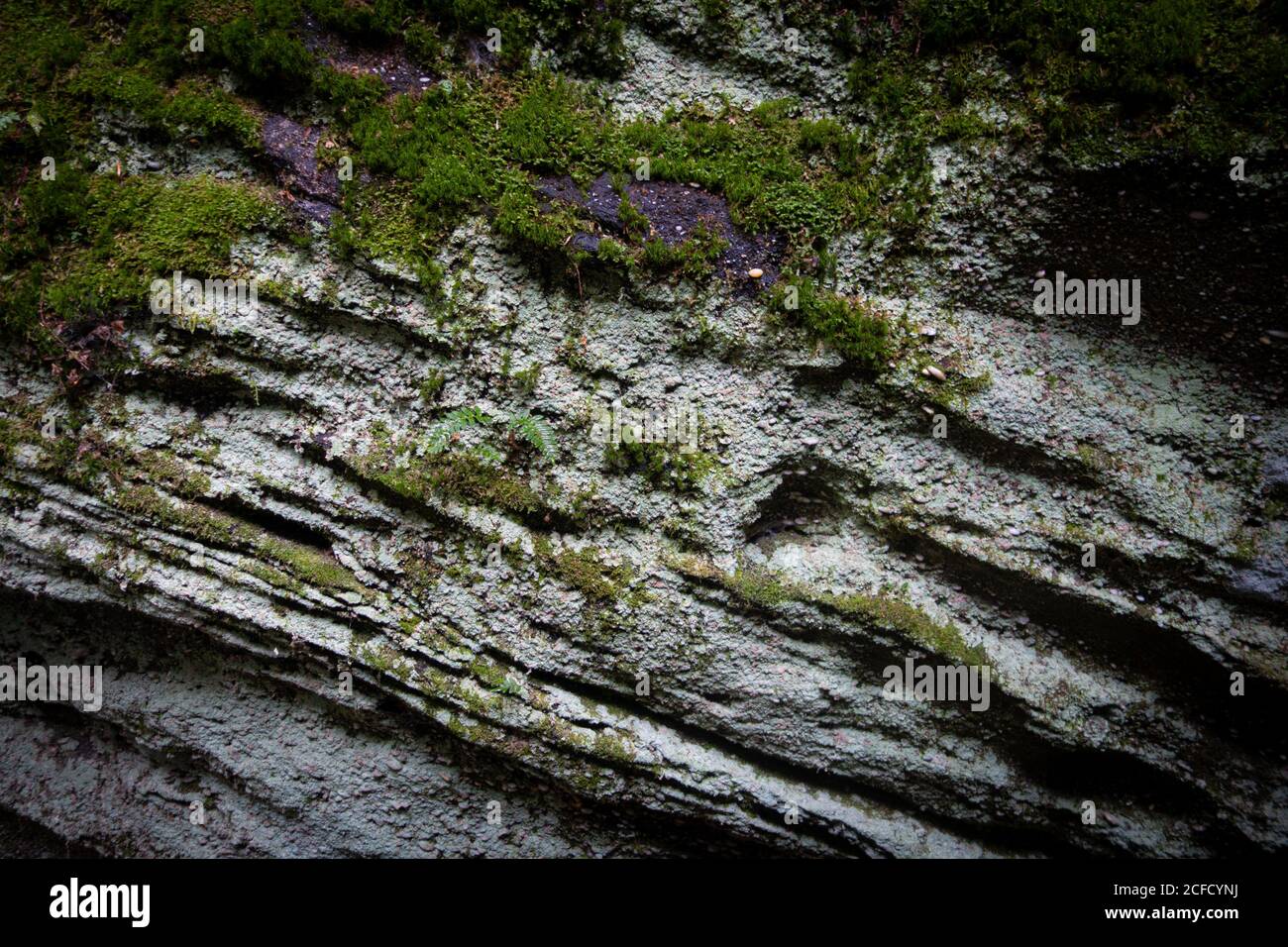 Mousse sur les rochers au parc panoramique de Panama Rocks, comté de Chautauqua, New York, États-Unis - une ancienne forêt pétrifiée de conglomérat de quartz Banque D'Images