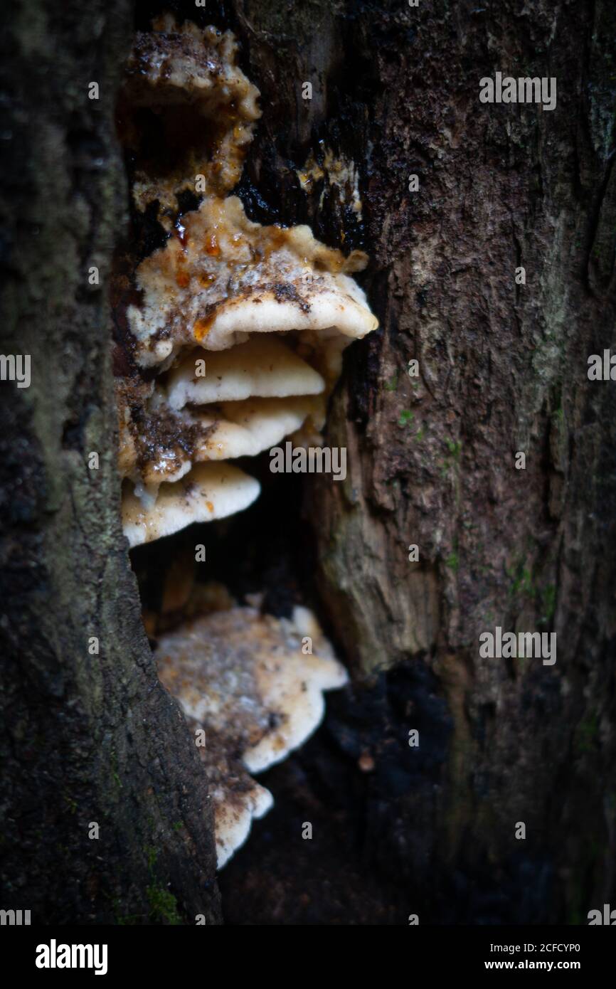 Des champignons qui poussent à partir d'une crevasse profonde dans l'écorce texturée rugueuse d'un vieux tronc d'arbre dans une forêt Banque D'Images