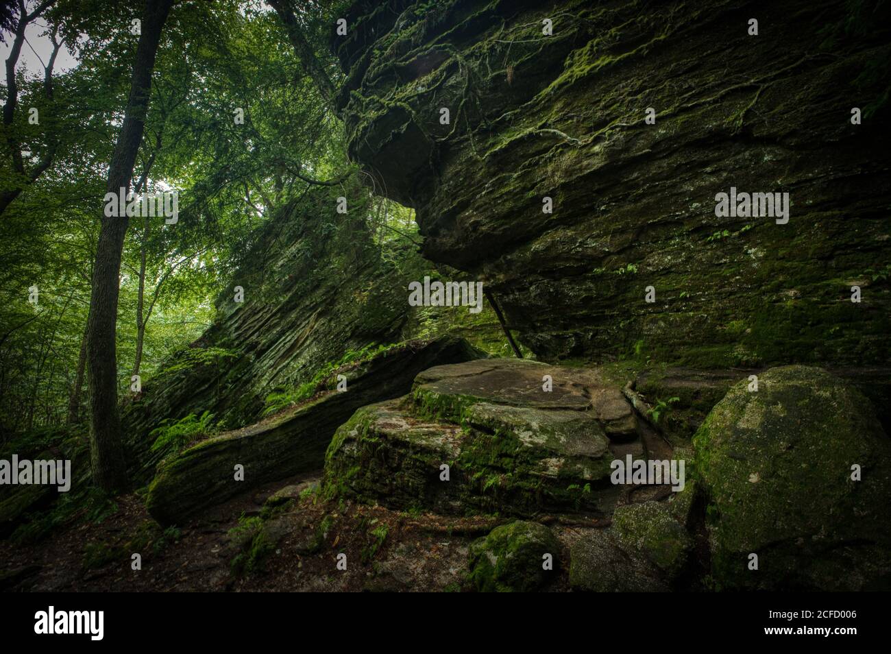 Panama Rocks Scenic Park, Chautauqua County, New York, États-Unis - une ancienne forêt pétrifiée de conglomérat de quartz Banque D'Images