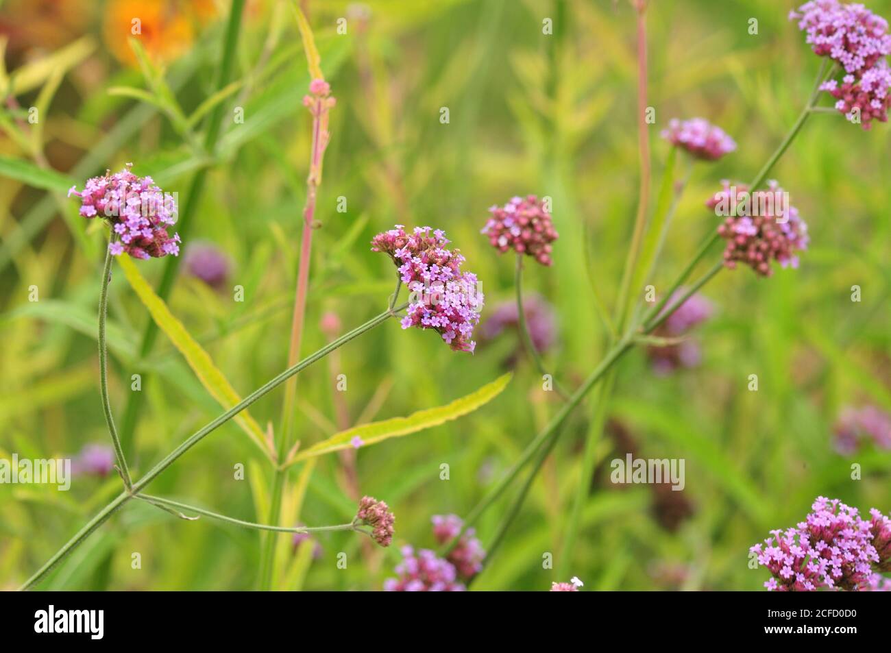 Fleurs en pleine floraison, dans les jardins du Miracle de Dubaï. Le plus grand jardin de fleurs naturelles au monde, avec plus de 50 millions de fleurs et 250 millions de plantes. Banque D'Images