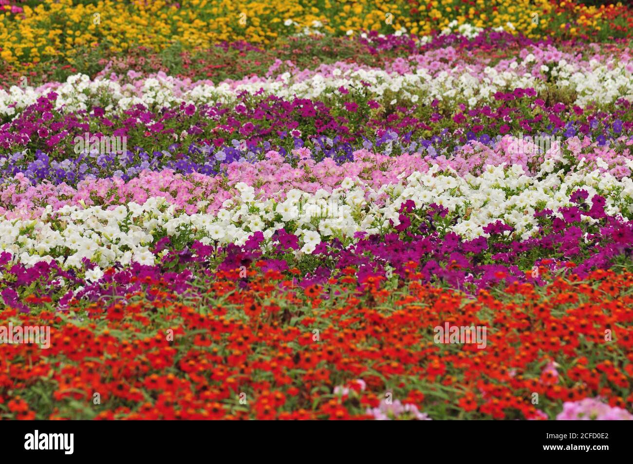 Fleurs en pleine floraison, dans les jardins du Miracle de Dubaï. Le plus grand jardin de fleurs naturelles au monde, avec plus de 50 millions de fleurs et 250 millions de plantes. Banque D'Images