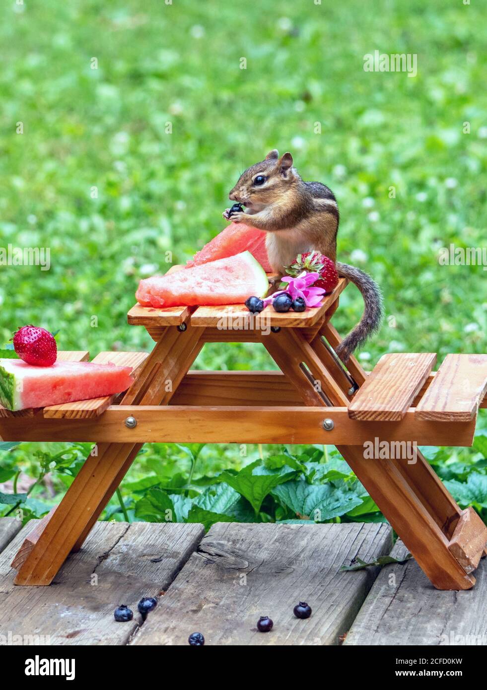 Le petit chipmunk aime les fruits de l'été lors de ce pique-nique miniature Banque D'Images