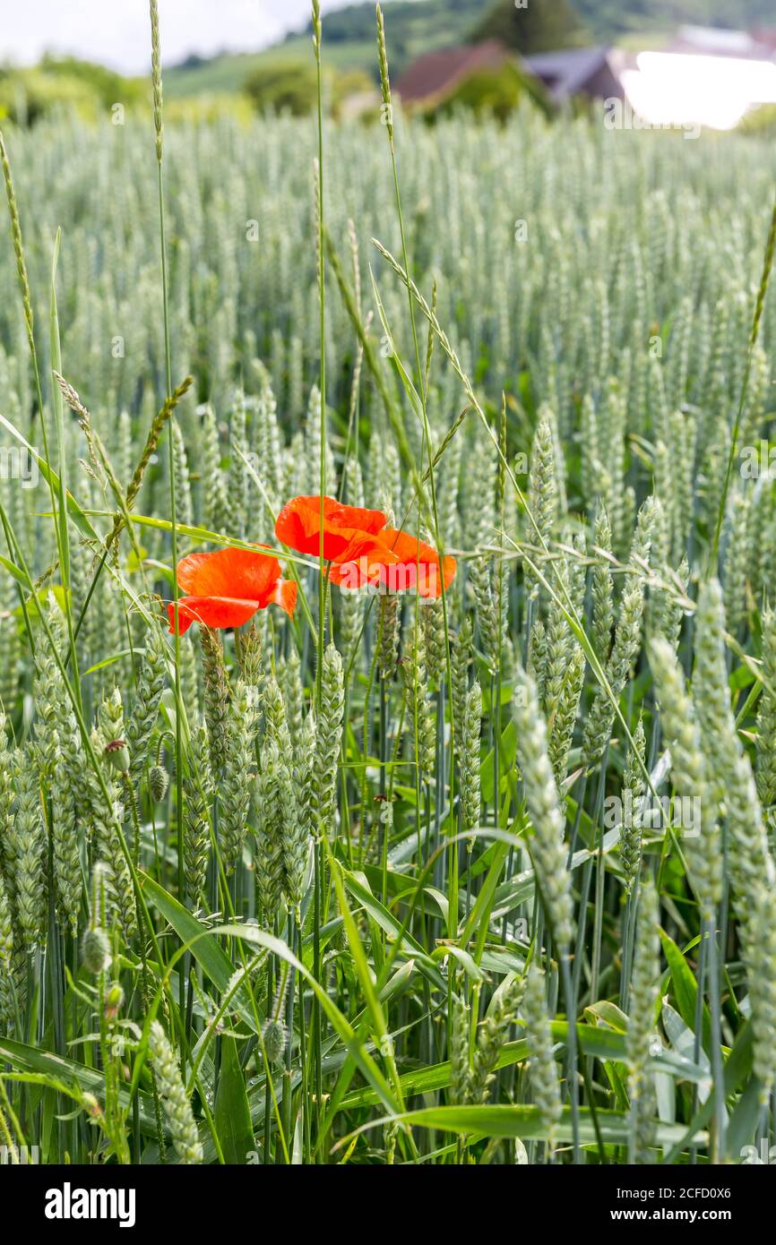 Pavot à maïs rouge dans le champ de blé, (Papaver rhoeas), Schallstadt, Wolfenweiler, Bade-Wurtemberg, Europe Banque D'Images