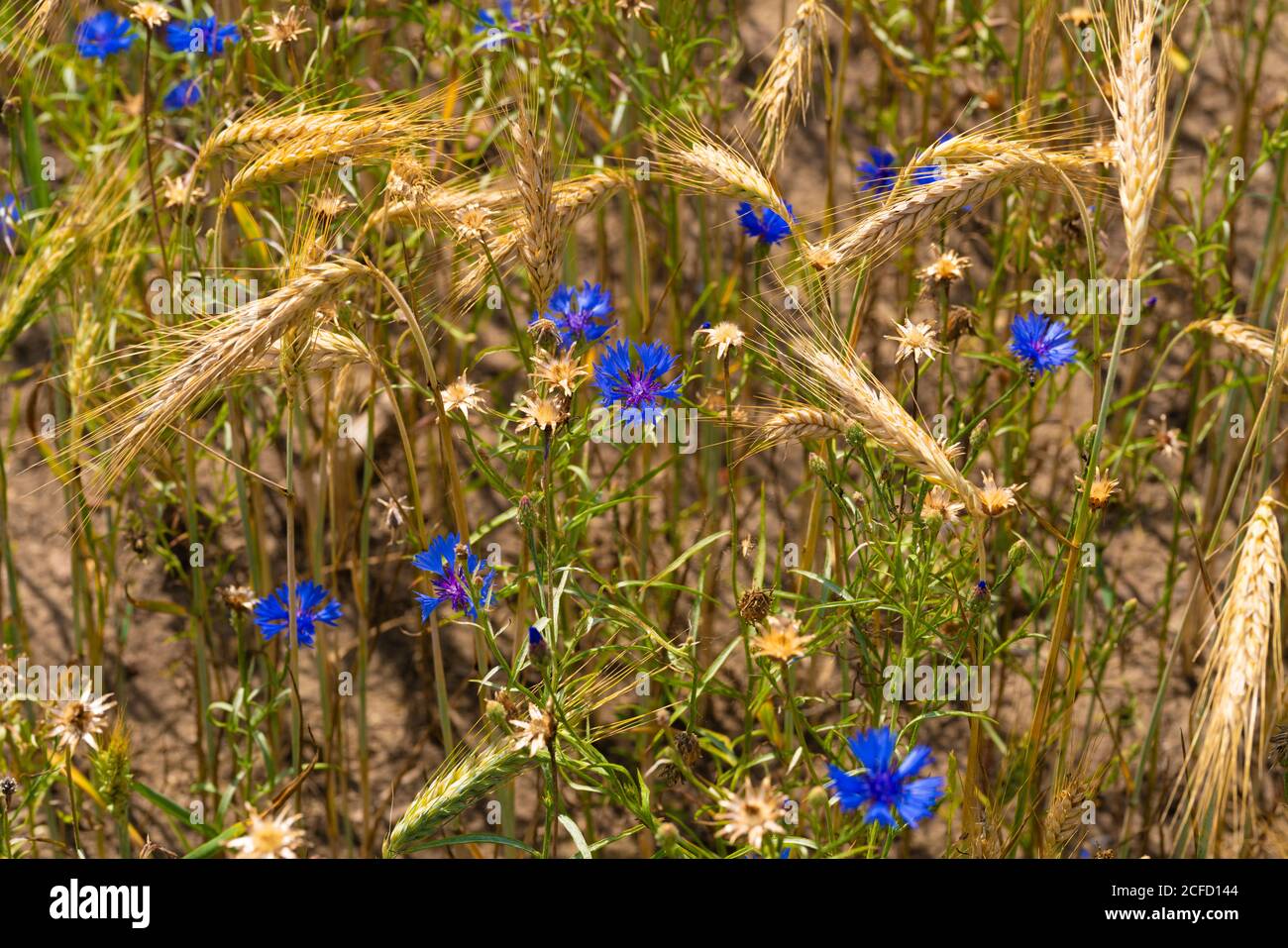 Champ de céréales en été avec des bleuets Banque D'Images