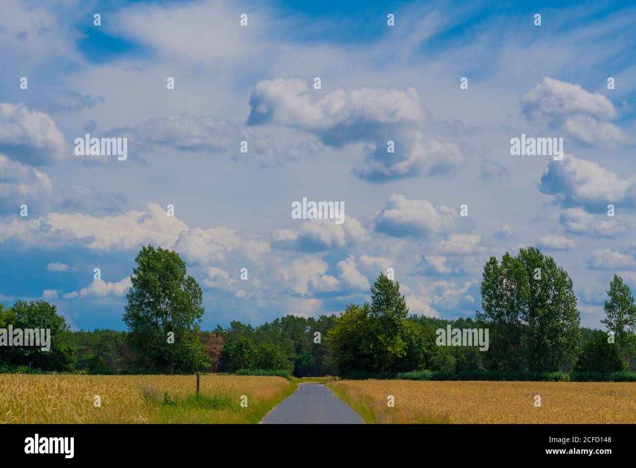 Zone agricole par une journée ensoleillée en été avec de grands nuages, petite route de ferme de campagne entre les champs Banque D'Images